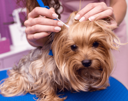 DOG EAR CLEANING