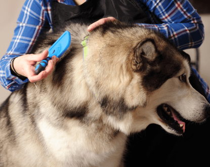 DOG DE-SHEDDING